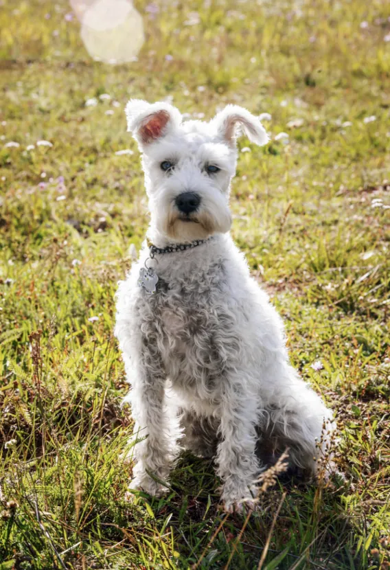 Pet Portraits photograph 20 by Bella Volto Photo