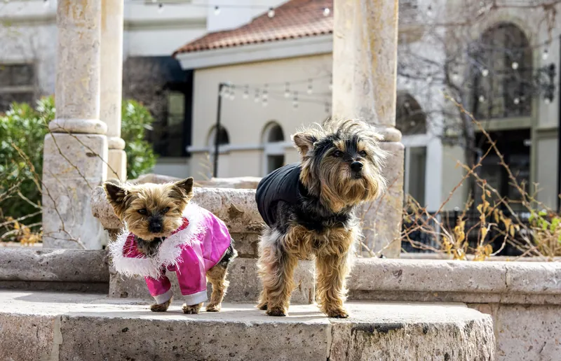 Pet Portraits photograph 53 by Bella Volto Photo