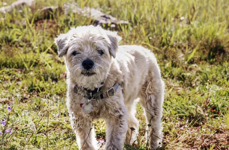 Pet Portraits photograph 16 by Bella Volto Photo