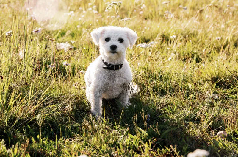 Pet Portraits photograph 11 by Bella Volto Photo