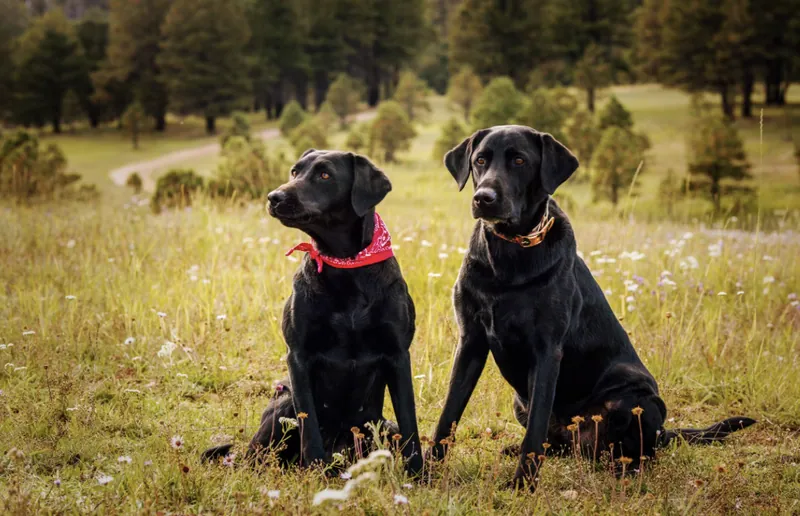Pet Portraits photograph 8 by Bella Volto Photo