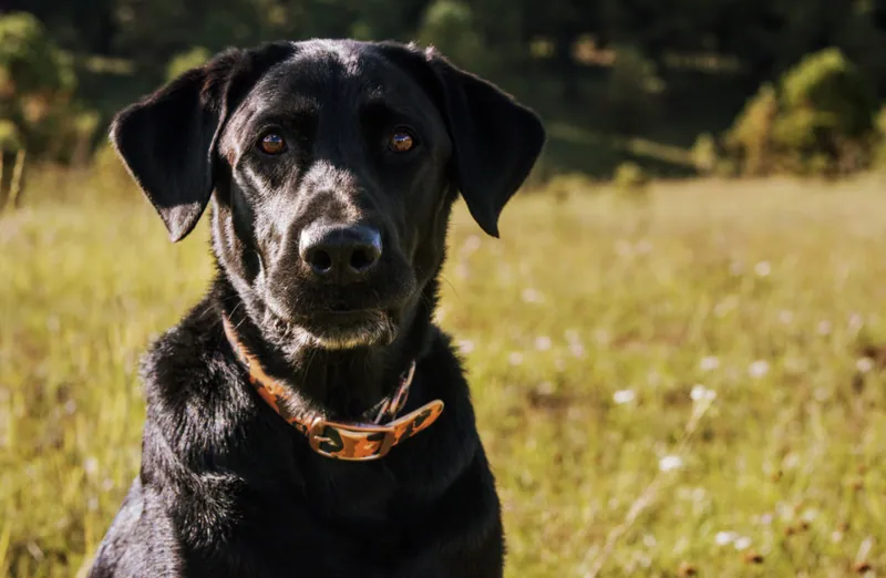 Pet Portraits photograph 9 by Bella Volto Photo
