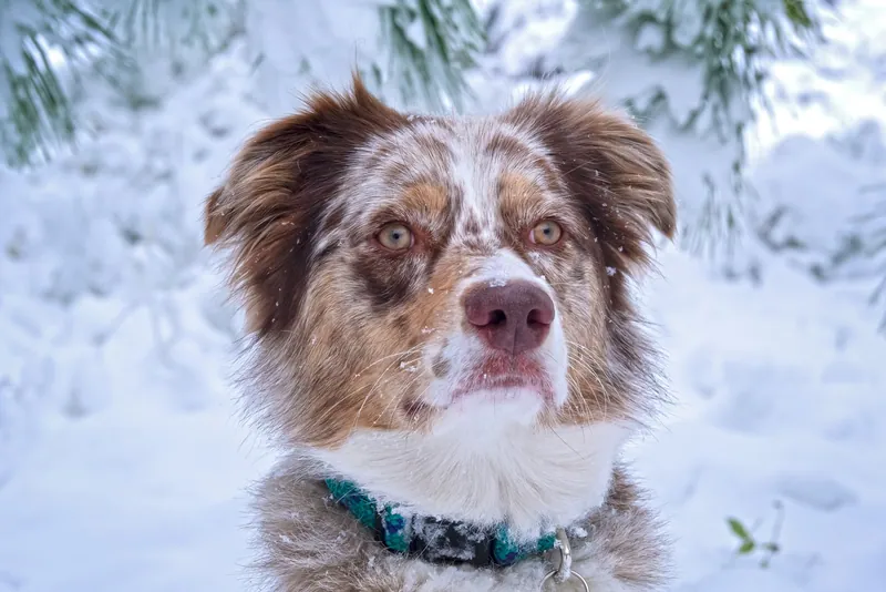 Pet Portraits photograph 34 by Bella Volto Photo