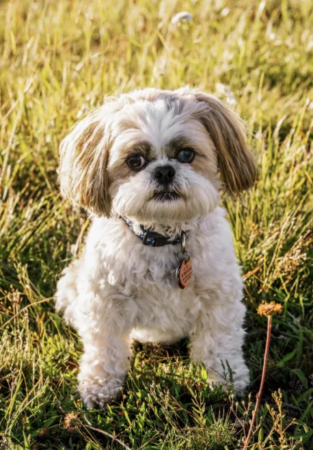 Pet Portraits photograph 23 by Bella Volto Photo