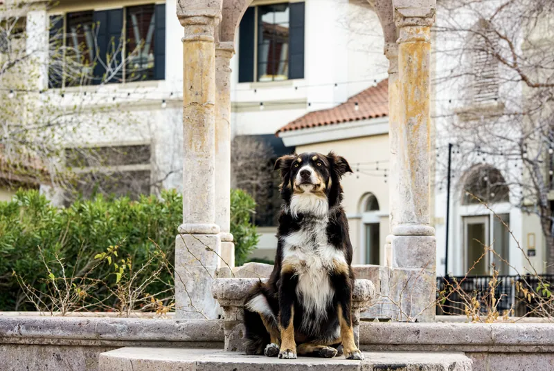 Pet Portraits photograph 50 by Bella Volto Photo