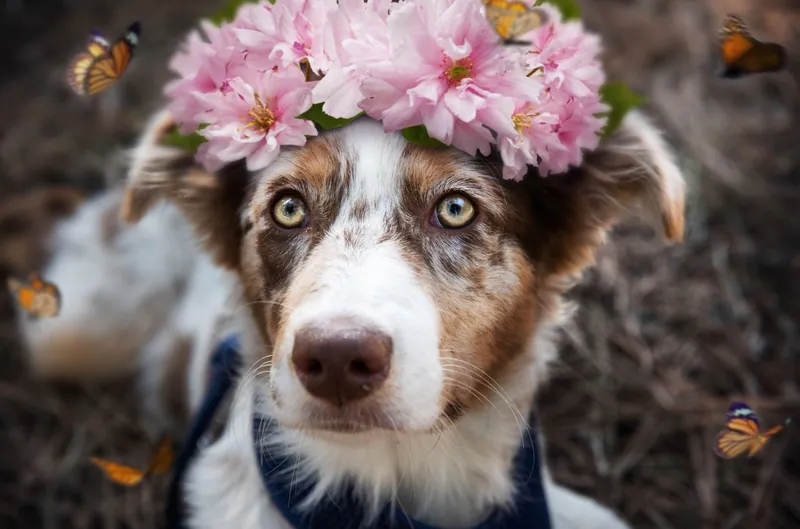 Pet Portraits photograph 41 by Bella Volto Photo
