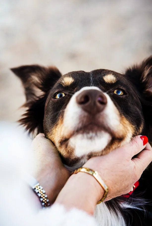 Pet Portraits photograph 33 by Bella Volto Photo