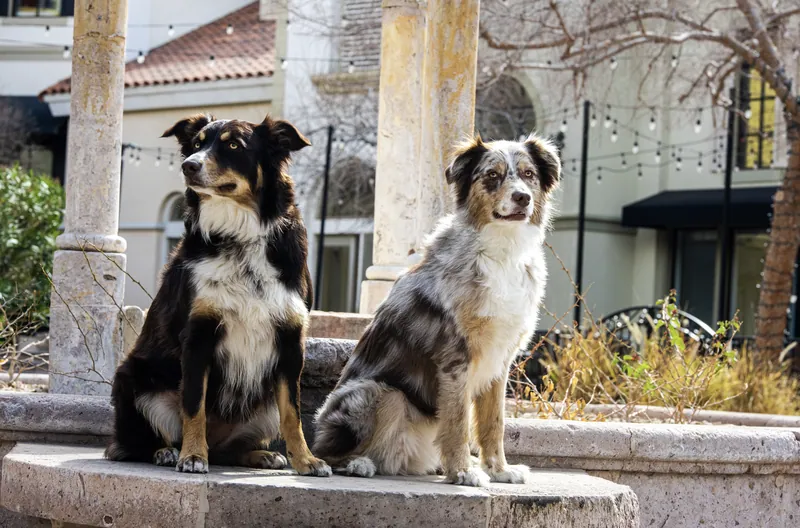 Pet Portraits photograph 48 by Bella Volto Photo