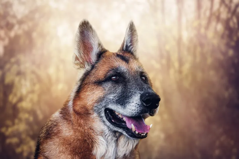 Pet Portraits photograph 43 by Bella Volto Photo
