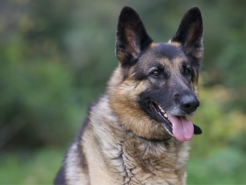 Pet Portraits photograph 3 by Bella Volto Photo