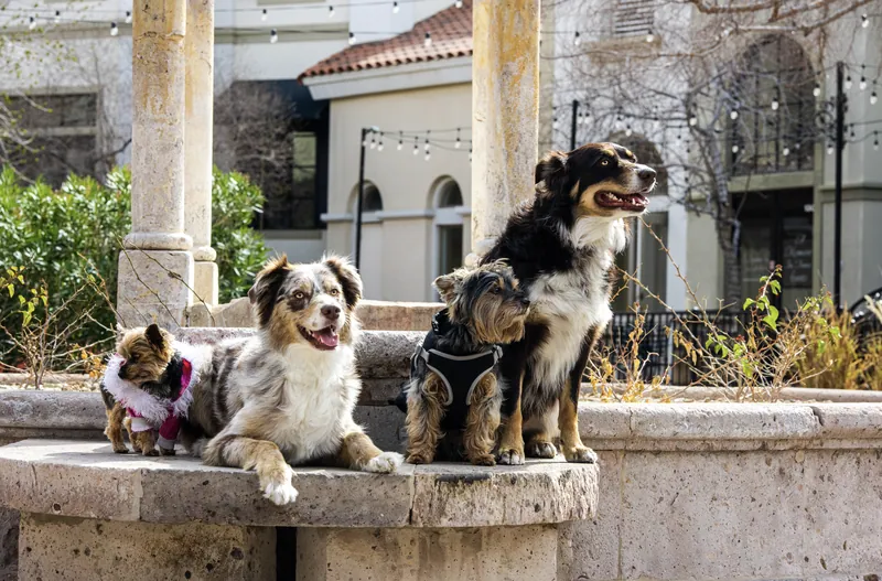 Pet Portraits photograph 51 by Bella Volto Photo