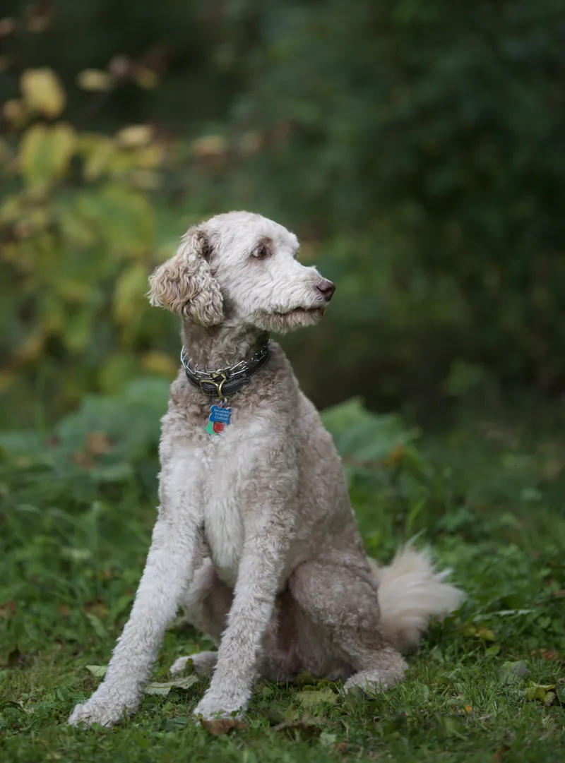 Pet Portraits photograph 4 by Bella Volto Photo