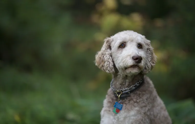 Pet Portraits photograph 5 by Bella Volto Photo