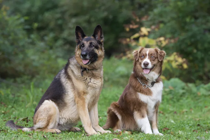Pet Portraits photograph 2 by Bella Volto Photo