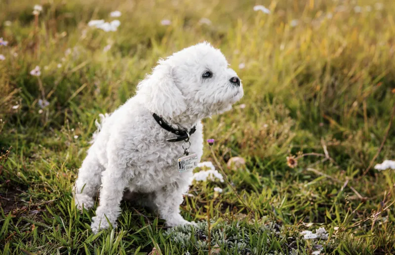 Pet Portraits photograph 10 by Bella Volto Photo