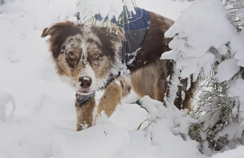 Pet Portraits photograph 38 by Bella Volto Photo