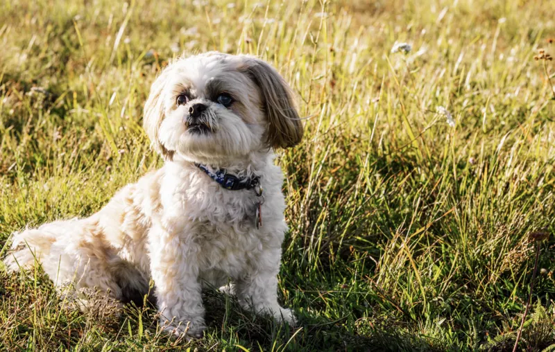 Pet Portraits photograph 22 by Bella Volto Photo