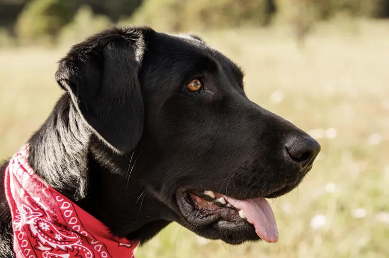 Pet Portraits photograph 7 by Bella Volto Photo