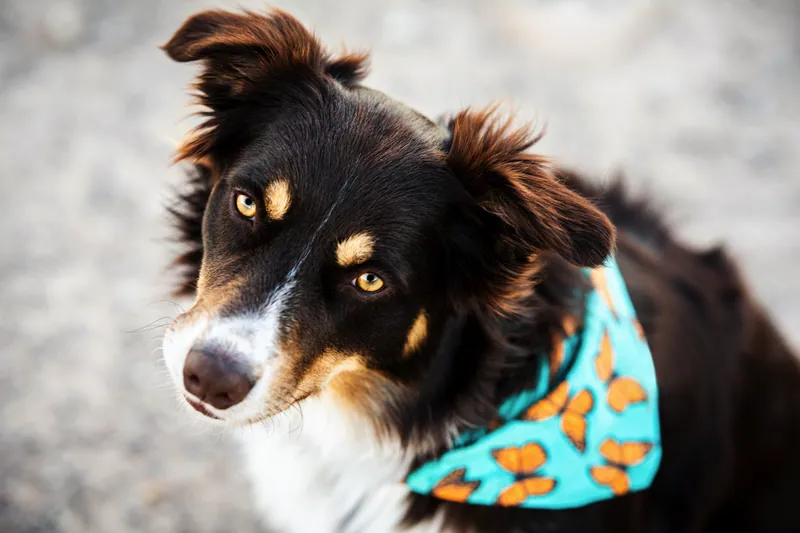 Pet Portraits photograph 30 by Bella Volto Photo