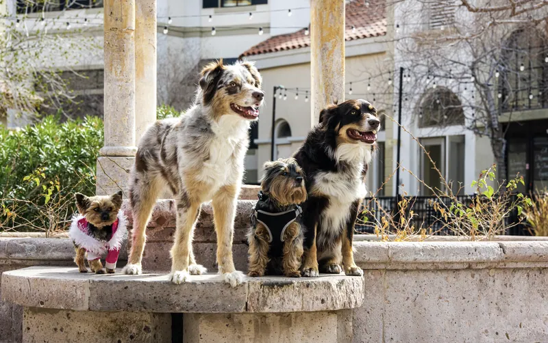 Pet Portraits photograph 56 by Bella Volto Photo
