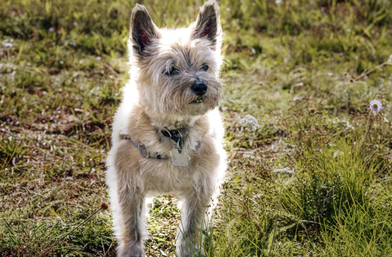 Pet Portraits photograph 18 by Bella Volto Photo