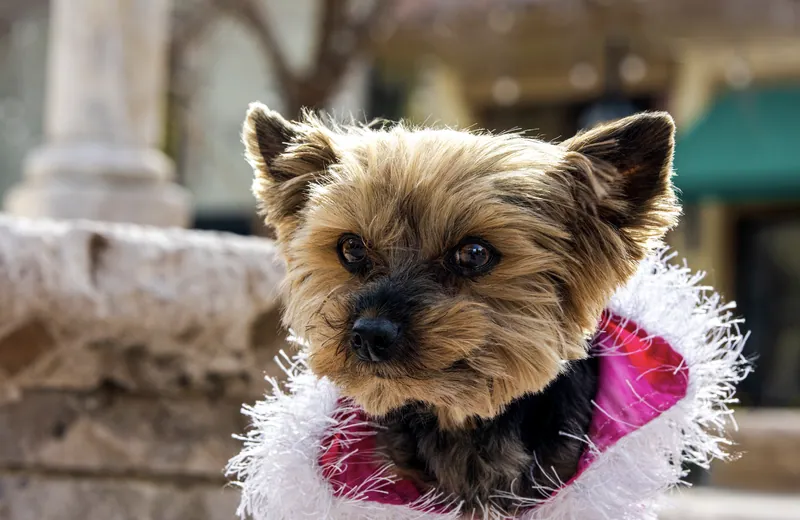 Pet Portraits photograph 60 by Bella Volto Photo