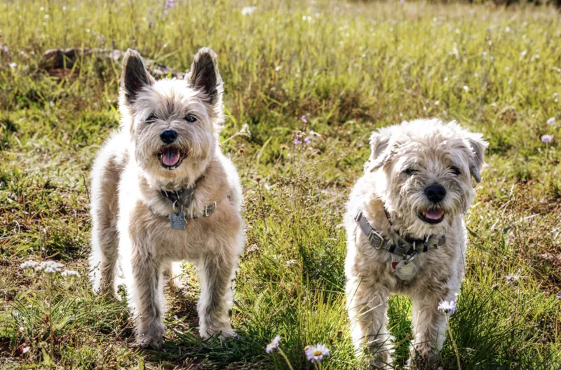Pet Portraits photograph 17 by Bella Volto Photo