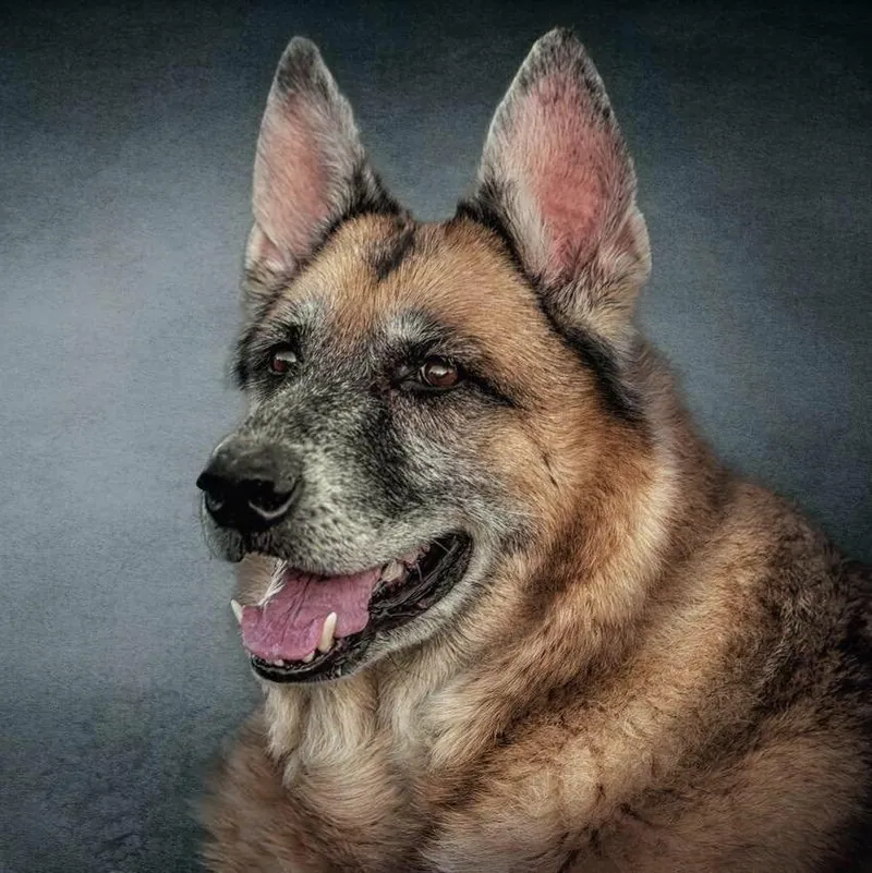 Pet Portraits photograph 45 by Bella Volto Photo