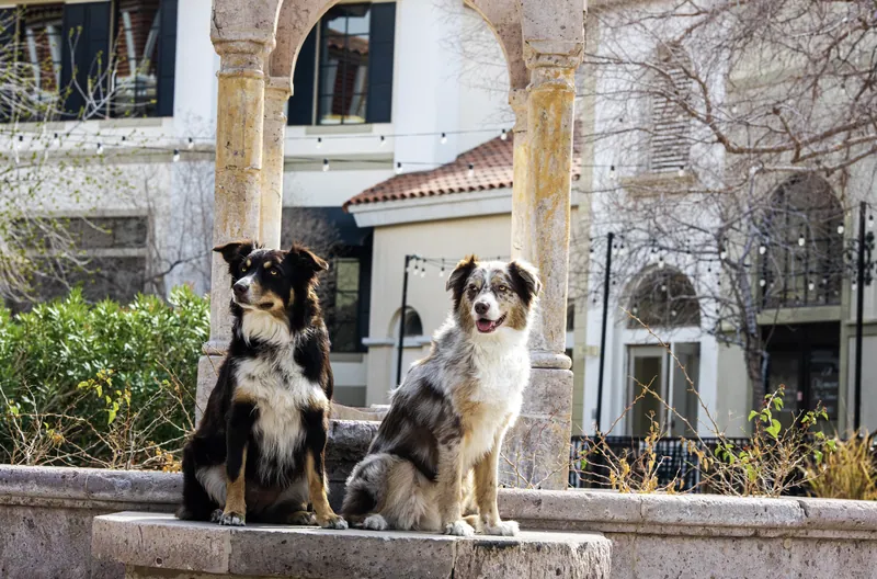 Pet Portraits photograph 46 by Bella Volto Photo