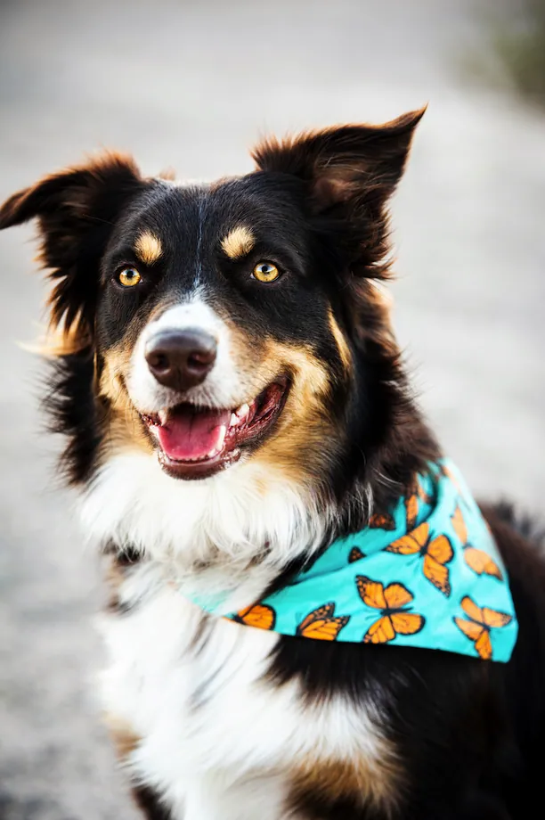 Pet Portraits photograph 28 by Bella Volto Photo