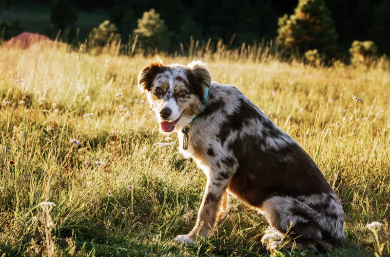 Pet Portraits photograph 13 by Bella Volto Photo