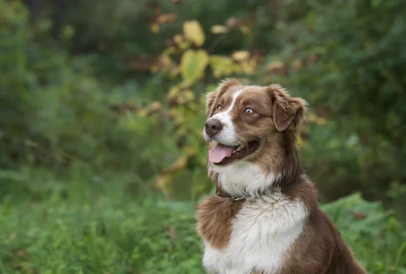 Pet Portraits by Bella Volto Photo