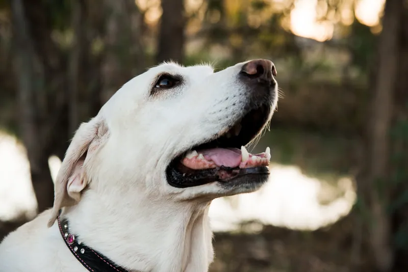 Pet Portraits photograph 40 by Bella Volto Photo