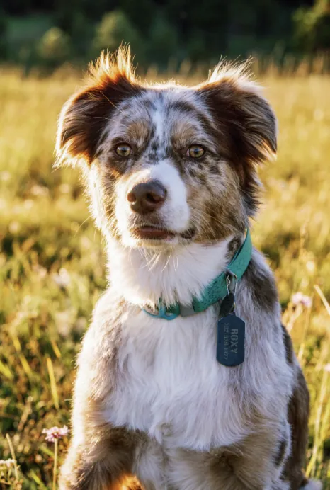 Pet Portraits photograph 14 by Bella Volto Photo