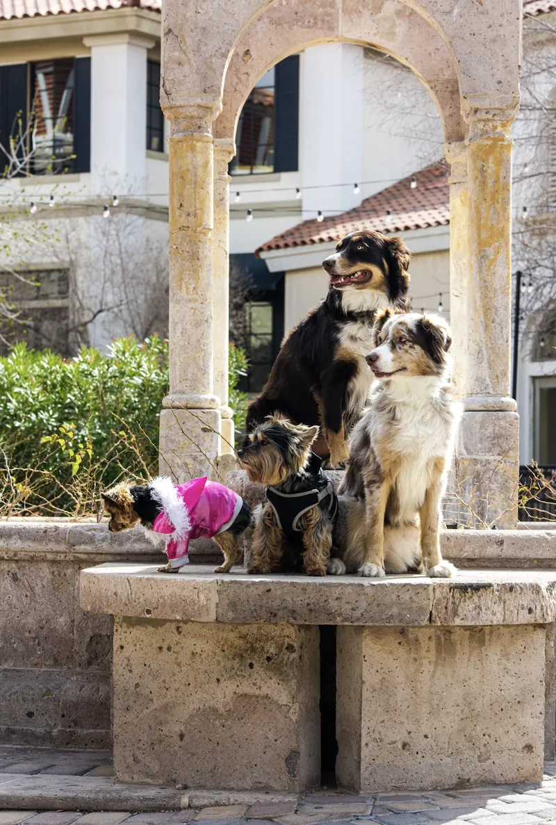 Pet Portraits photograph 49 by Bella Volto Photo