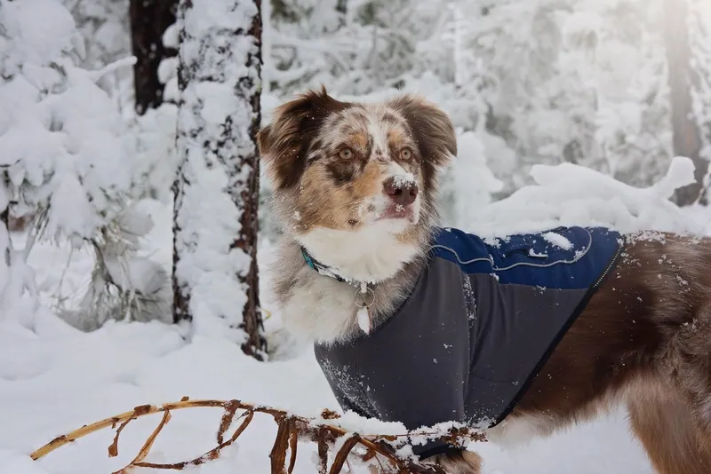 Pet Portraits photograph 37 by Bella Volto Photo