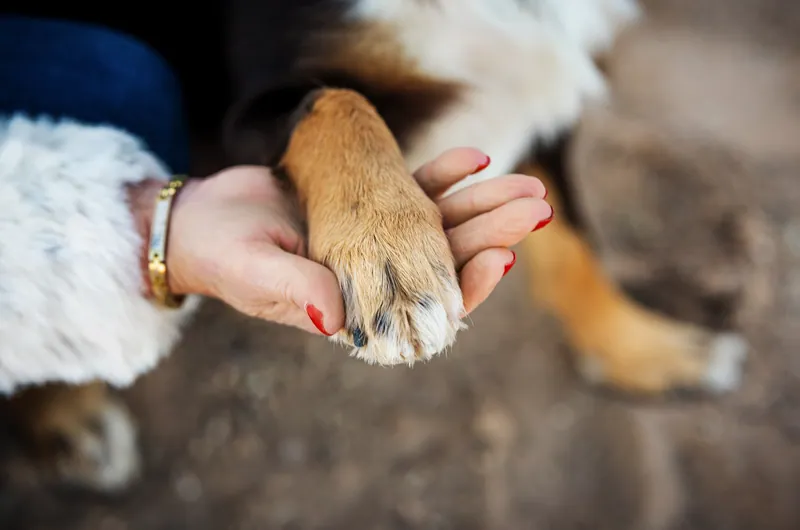 Pet Portraits photograph 32 by Bella Volto Photo