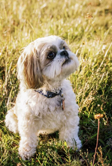 Pet Portraits photograph 24 by Bella Volto Photo