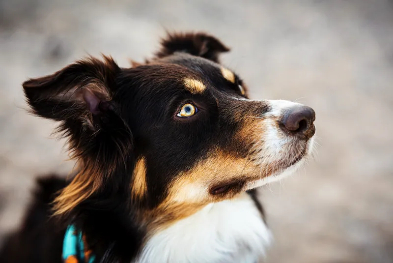 Pet Portraits photograph 29 by Bella Volto Photo