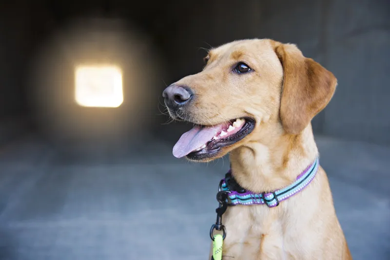 Pet Portraits photograph 42 by Bella Volto Photo