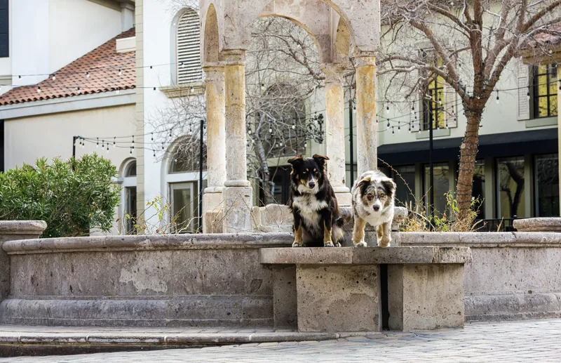 Pet Portraits photograph 52 by Bella Volto Photo