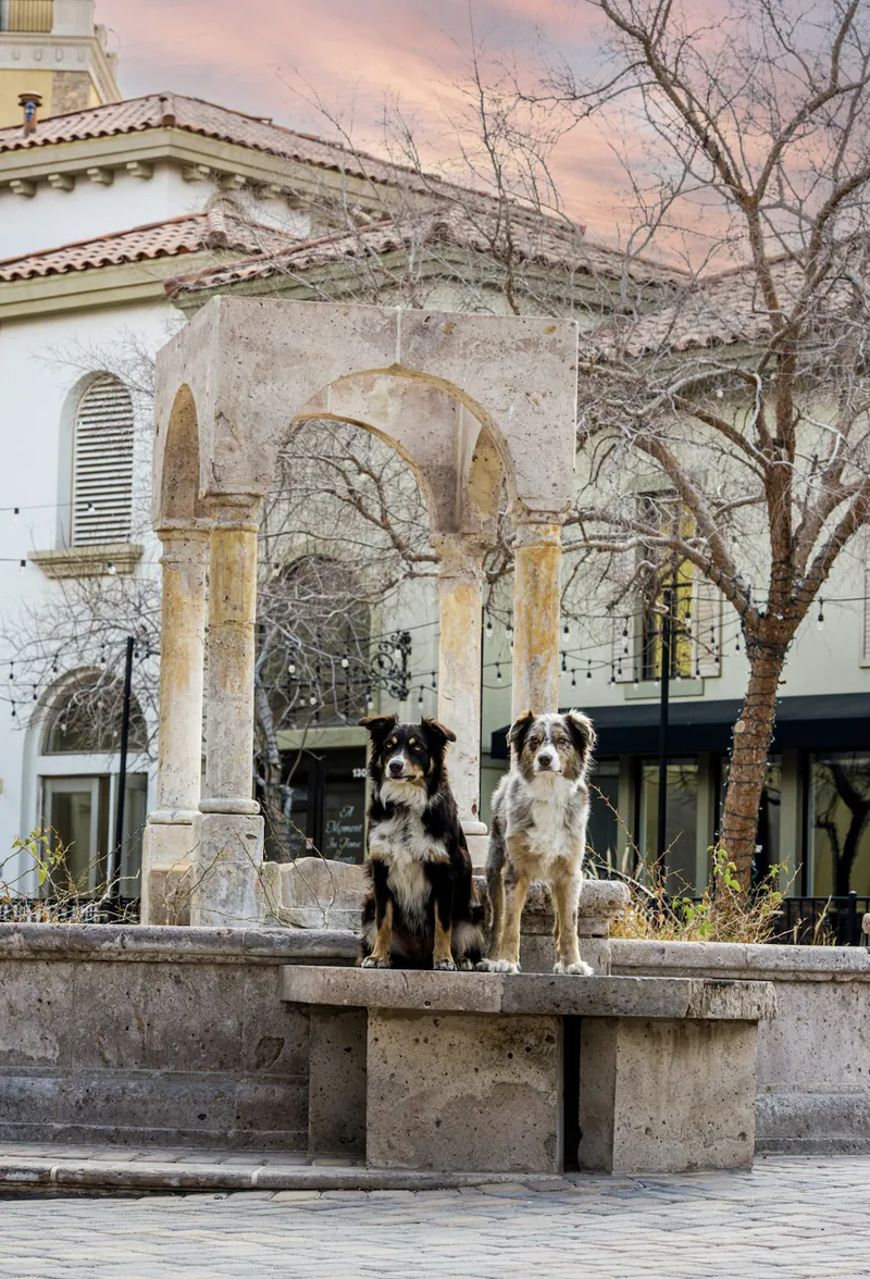 Pet Portraits photograph 54 by Bella Volto Photo