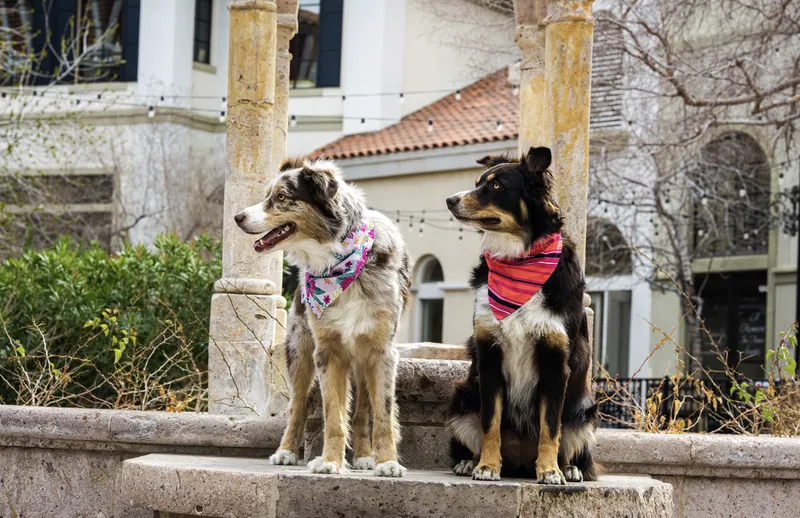 Pet Portraits photograph 55 by Bella Volto Photo