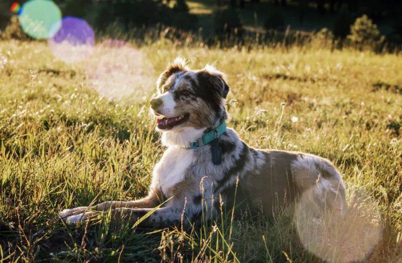 Pet Portraits photograph 15 by Bella Volto Photo