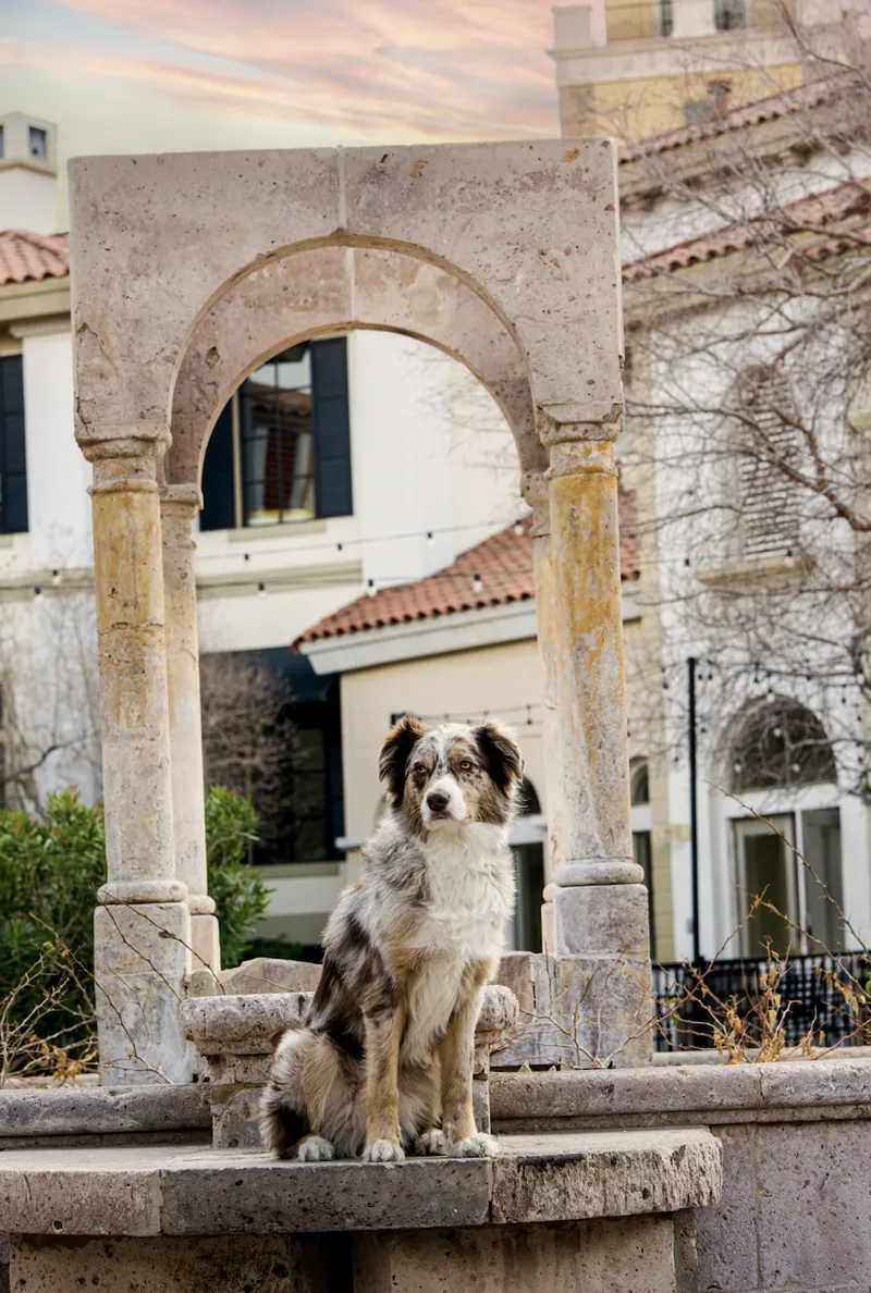 Pet Portraits photograph 59 by Bella Volto Photo