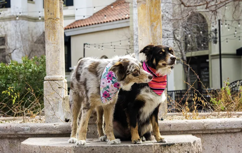Pet Portraits photograph 57 by Bella Volto Photo
