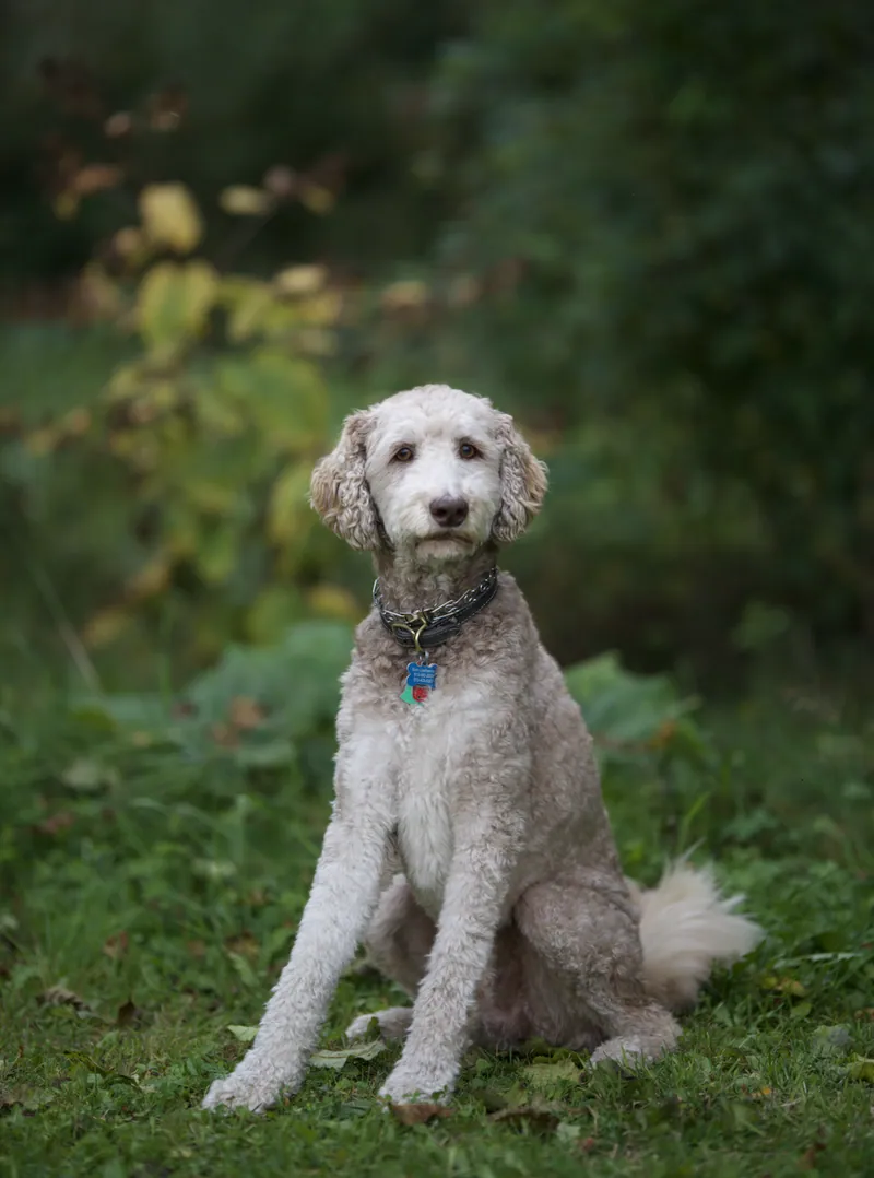 Pet Portraits photograph 6 by Bella Volto Photo