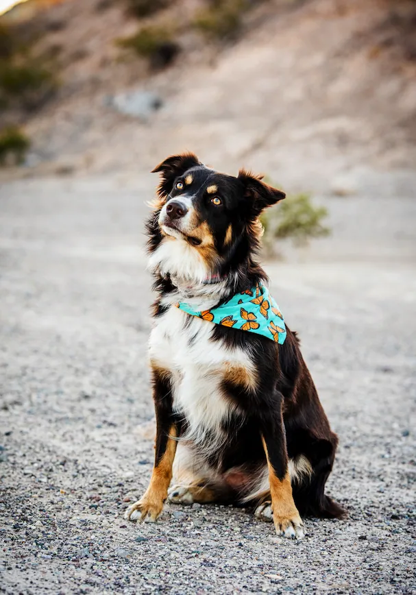 Pet Portraits photograph 31 by Bella Volto Photo