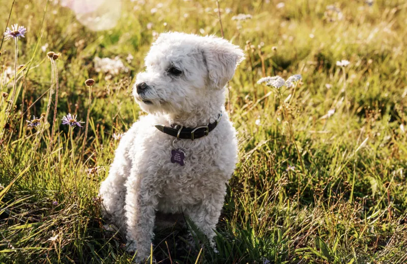 Pet Portraits photograph 12 by Bella Volto Photo